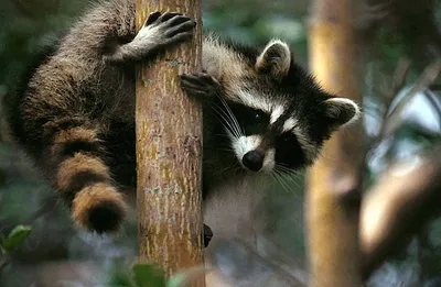 Енот-полоскун -Raccoon. Photographer Etkind Elizabeth