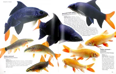 Энциклопедия аквариумных рыб с фото фото