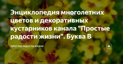 Энциклопедия многолетних цветов и декоративных кустарников канала \"Простые  радости жизни\". Буква В | Простые радости жизни | Дзен