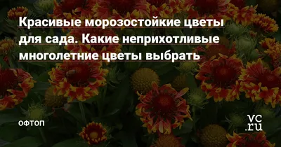 Красивые морозостойкие цветы для сада. Какие неприхотливые многолетние цветы  выбрать — Офтоп на vc.ru