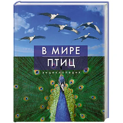 Книга Птицы. Детская Энциклопедия - купить детской энциклопедии в  интернет-магазинах, цены на Мегамаркет | 656692