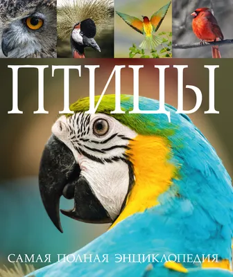 Энциклопедия птиц России для детей. Книги для малышей Владис 10924231  купить в интернет-магазине Wildberries