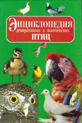 Энциклопедия АСТ Детская энциклопедия Птицы купить по цене 352 ₽ в  интернет-магазине Детский мир