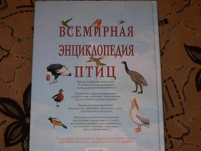 Энциклопедия декоративных и экзотических птиц | Умельцев А. П. - купить с  доставкой по выгодным ценам в интернет-магазине OZON (193434070)