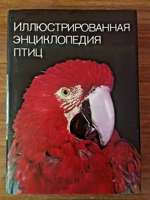 Птицы (Энциклопедия для детского сада) 267880 Росмэн - купить оптом от  132,83 рублей | Урал Тойз