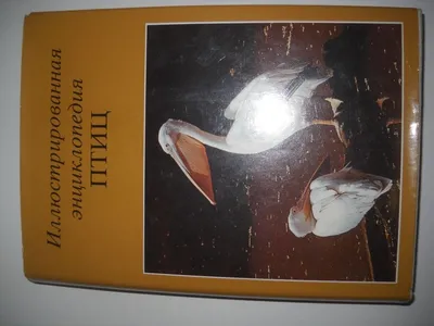 Энциклопедия для детей - Птицы - Природа в деталях от Росмэн, 31641ros -  купить в интернет-магазине ToyWay.Ru