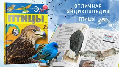 Птицы России. Большая иллюстрированная энциклопедия Александр Матанцев,  Светлана Матанцева - купить книгу Птицы России. Большая иллюстрированная  энциклопедия в Минске — Издательство Эксмо на OZ.by