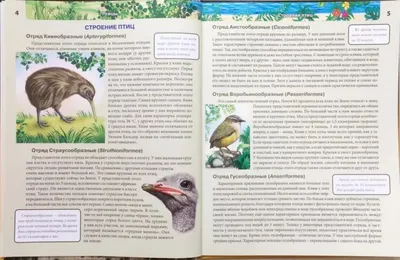 Энциклопедия детская А4 \"Хищные птицы\" купить в интернет магазине Растишка  в Тамбове