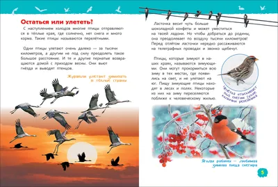 Энциклопедии c фото и видео приложениями СТРЕКОЗА Птицы купить по цене 1332  ₽ в интернет-магазине Детский мир