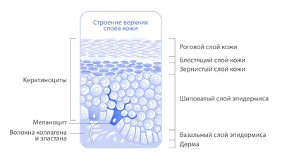 Азбука вашей кожи. Часть 3: эпидермис | Академия Мияби | Дзен