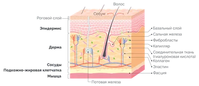 Онко Вики — Как устроена кожа?