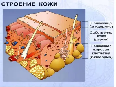 Эпидермис (у животных). Большая российская энциклопедия