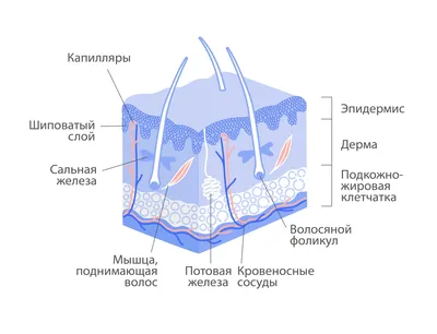 Эпидермис: что это такое, его строение ⭐