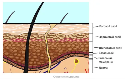 Эпидермис кожи иллюстрация вектора. иллюстрации насчитывающей микстура -  28721116