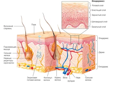 Онко Вики — Как устроена кожа?