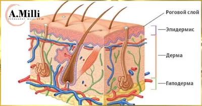 Азбука вашей кожи. Часть 3: эпидермис | Академия Мияби | Дзен