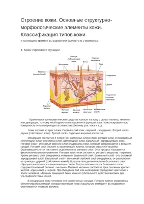 Строение кожи