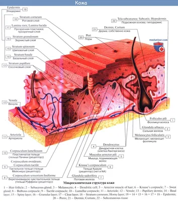 Анатомия Кожи Человека Слои Кожи Эпидермис Дерма Гиподерма — стоковая  векторная графика и другие изображения на тему Векторная графика - iStock