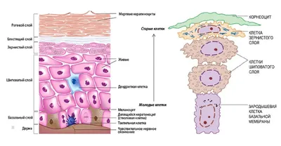Эпидермис - строение, функции.