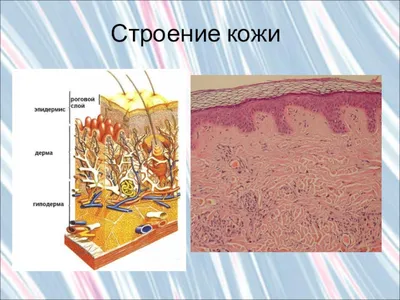 Строение кожи (плакат) ᐈ купить по низкой цене в интернет-магазине VSALON24