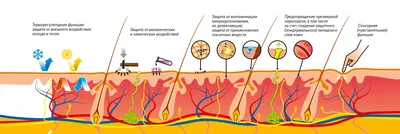 Анатомия: Кожа, cutis. Функции кожи. Строение кожи. Эпидермис, epidermis