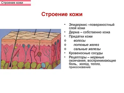 Картинки на тему #эпидермис - в Шедевруме