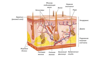 Строение кожи лица