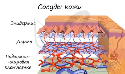 Строение кожи | ТДС косметика