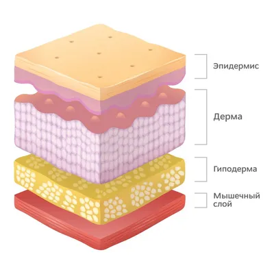 Кожа - слои и строение