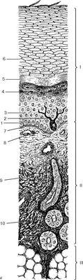 Зарисовка строения кожи - 30 фото