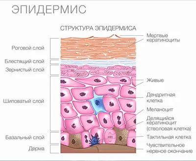 Наука «Корнеотерапия». Строение кожи и ее функции