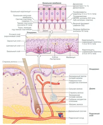 Анатомия кожи | ВКонтакте