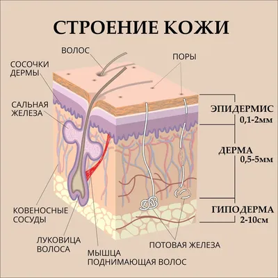 Основа процедур - теория клеточного контроля