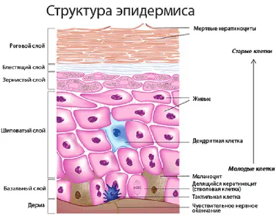 FloSal | Терапия акне и постакне: восстанавливаем верхний эпидермальный  слой кожи