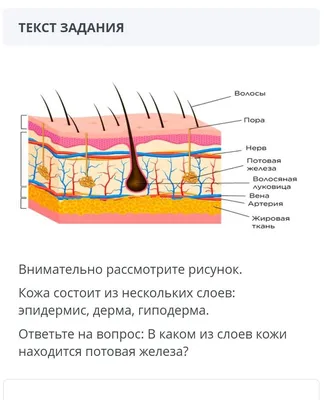 Строение кожи (плакат) купить с доставкой по России по цене