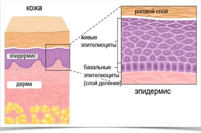 поиск