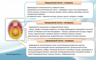 Кожаный пирог\" или строение нашей кожи. Верхний слой - эпидермис. | Привет,  подружка! | Дзен