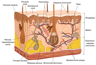 Анатомия и физиология кожи - кратко с точки зрения внутренних болезней