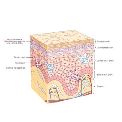 Кожа: строение и функции • Биология, Анатомия и физиология человека •  Фоксфорд Учебник