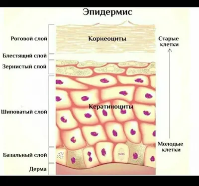 Строение кожи: эпидермис и дерма | Урок 4, часть 1