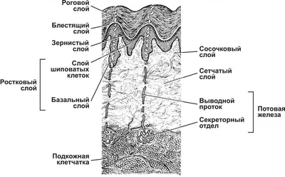 Эпидермис - строение кожи, слои эпидермиса, функции эпидермиса