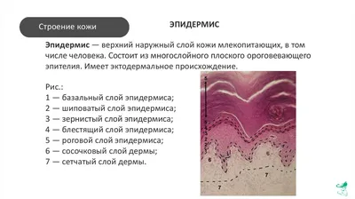 Кожа как орган состоит из 3 слоев: эпидермис, дерма, подкожная жировая  клетчатка.🎁 ⠀ Эпидермис - многослойный плоский ороговевающий… | Instagram