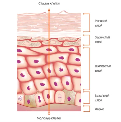 Строение верхнего слоя кожи