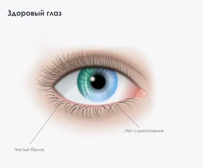 Язва роговицы у собак - лечение - ветеринарная офтальмология Реком