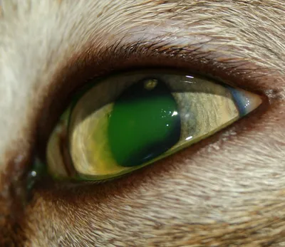 Язва роговицы глаза у собак и кошек — Доктор Ай и Ой