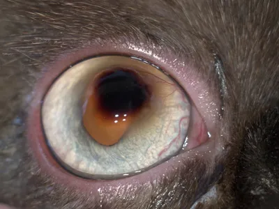 Корнеальный секвестр у кошек - лечение - ветеринарная офтальмология Реком