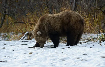 Самый русский зверь