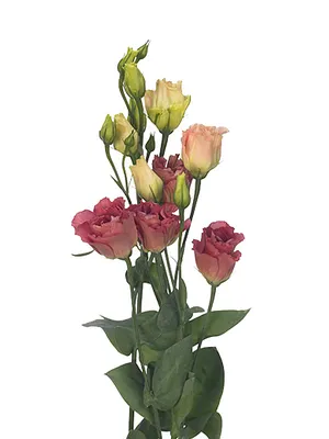 Цветы в шляпной коробке \"Эустома Шампань Коралл\" - заказать с доставкой  недорого в Москве по цене 11 390 руб.