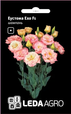 Эустома Эхо шампань (семена,цветы) купить по цене 133.2 ₽ в  интернет-магазине KazanExpress