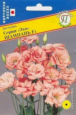 Срезанные цветы: Эустома Арена Шампань